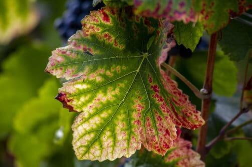 cotes de nuits